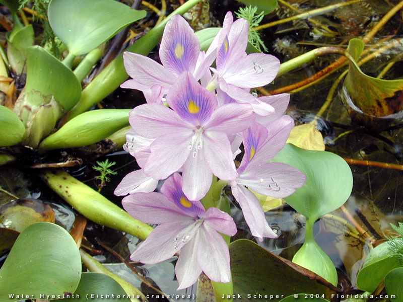 Water Hyacinth